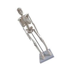  Medical Skeleton Anatomical