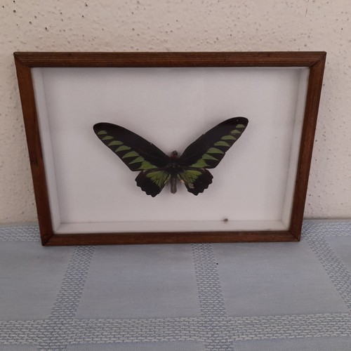Papillon naturalisé