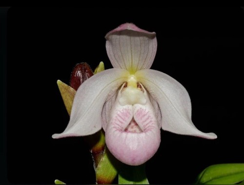 Phragmipedium paz colombia - paz, en