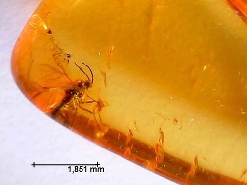 Ambre avec inclusion - ambre,