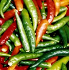 Lot De 25 Graines De Piment Du