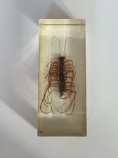 Véritable Insecte Dans