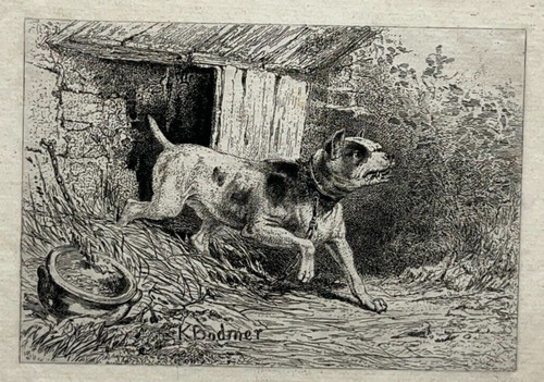 Chien bull terrier - terrier, gravure