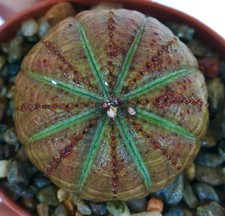Euphorbia obesa SELECTED