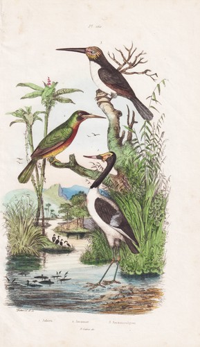 Jabiru jacamar oiseaux oiseau - jabiru,