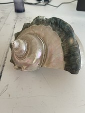 Coquille D’escargot De Mer