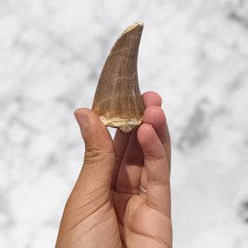 Dent très rare du Mosasaurus
