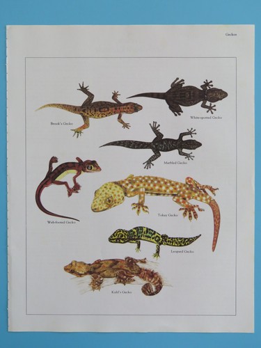 Orig 1984 color reptile - color, print