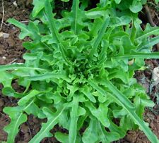 250 gaines de cressonnette marocaine , catalogne verte non traitée