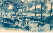 GARD  LE CAILAR   aux bords du Vistre