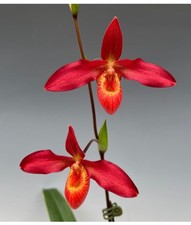 Phragmipedium Memoria Dick