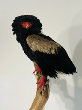VERY RARE!! Bird  taxidermy