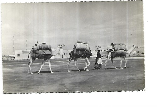 Djibouti caravane - djibouti,