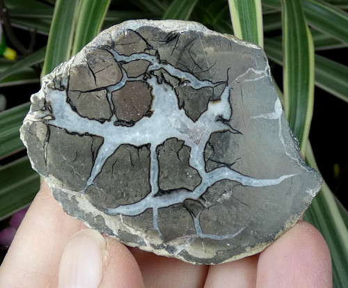 Petit nodule septaria poli - de,