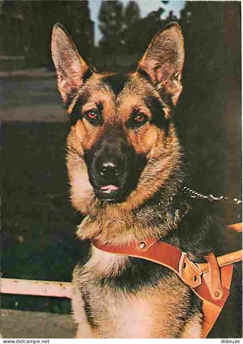 Carte postale animaux - -,