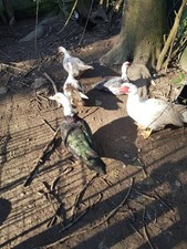 ☀️ 10 Oeufs Fécondés de