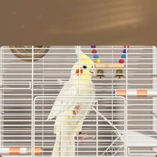 Cage à oiseaux en fer pour