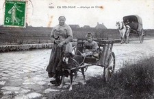 CPA 45 EN SOLOGNE ATTELAGE DE CHIEN (GROS PLAN