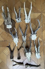 Lot de bois de Chevreuil -