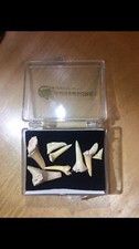 Shark Tooth From Morroco