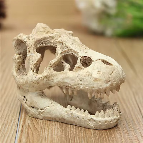 Crâne crocodile en - crâne,