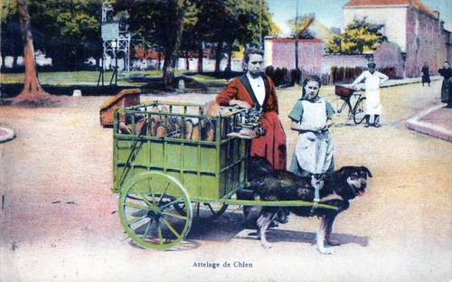 Cpa attelage chien - chien, (gros