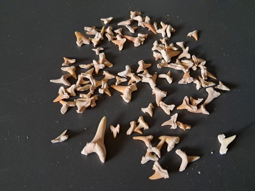Lot fossiles dents de - fossiles,