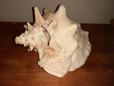 Gros coquillage Conque