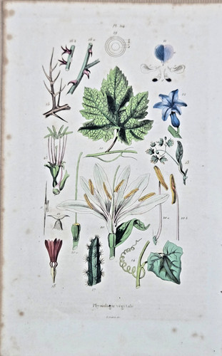 Gravure aquarellée xixe - aquarellée,