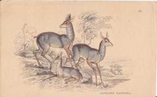 Antilope Gazelle Neotragus