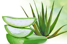 3 graines de véritable ALOE VERA  MEDICINAL ALOE SEEDS SAMEN SEMI SEMILLAS K16