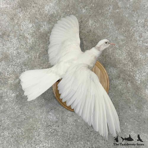 31997 white ringneck - white, dove