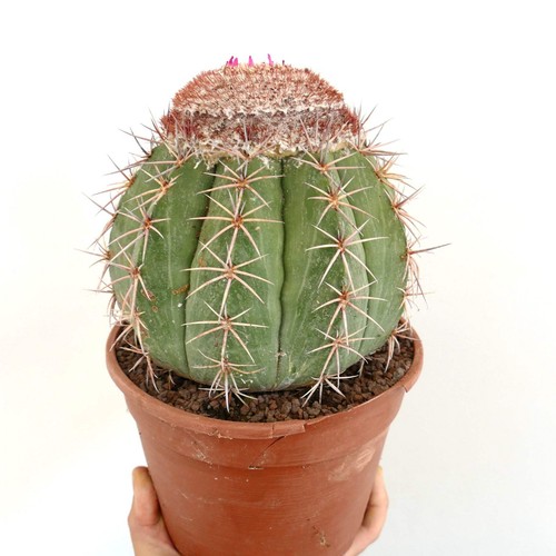 Melocactus neryi selected c328 - melocactus,