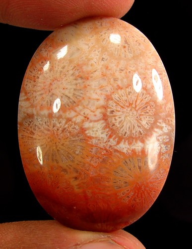 Corail fossile - ct,