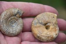 Lot de 2 ammonites du bathonien de la Nièvre,