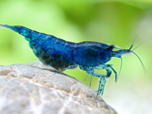 Lot crevettes bleue - de,