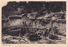 🦬Carte Postale / Postcard /