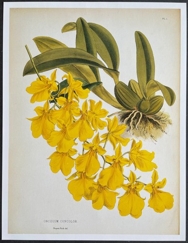 Botanique orchidées oncidium - botanique,
