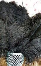 LOT 5 ANCIENNES GRANDES PLUMES