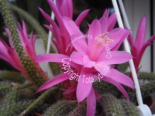 Bouture cutting aporocactus - cutting,