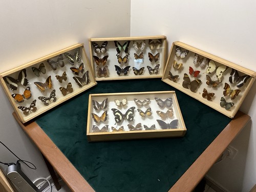 Collection entomologie - collection, d'entomologie