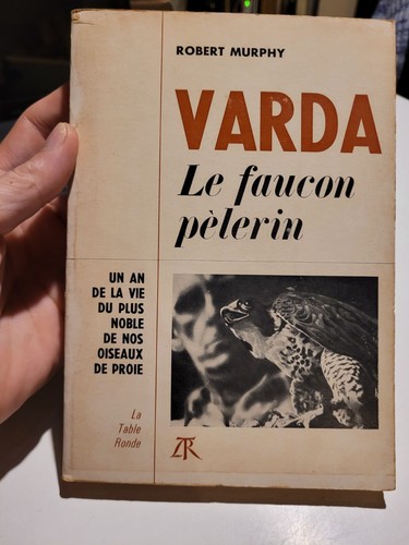 Varda faucon pèlerin - pèlerin,