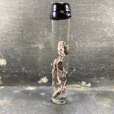 #6 - Spécimen humide de gecko