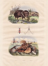 Pecari Tajacu Pekari Coccinelle Beetle Dragonfish Table en Acier