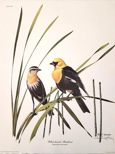 Ray harm yellow headed - harm,