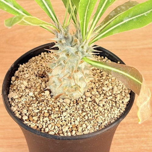Horombense pachypodium pot 10 - pachypodium,,