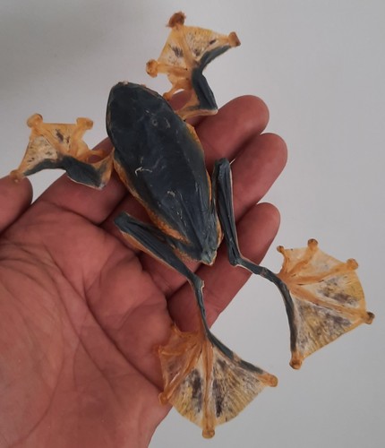 Curiosité taxidermie - taxidermie,