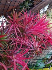 Tillandsia 30 variétés différentes composez votre mélange