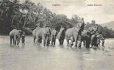 Carte Postale Ceylan - Éléphants Se Baignant - Scène Animée