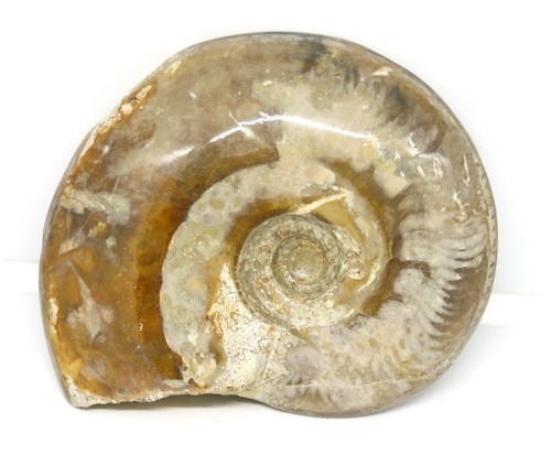 Ammonite fossil jurassic 160 - ammonite,